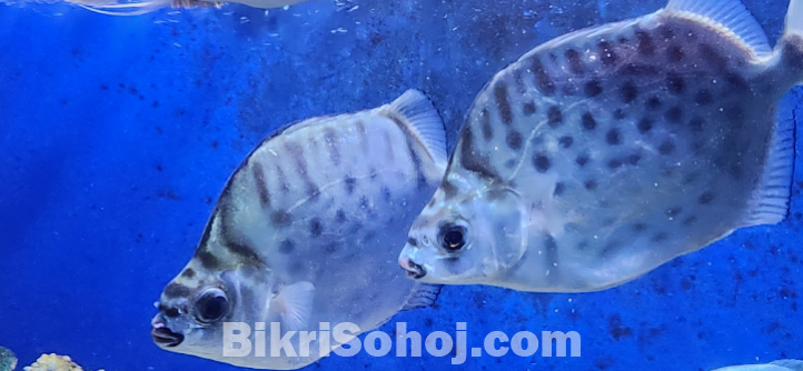 Argus fish
